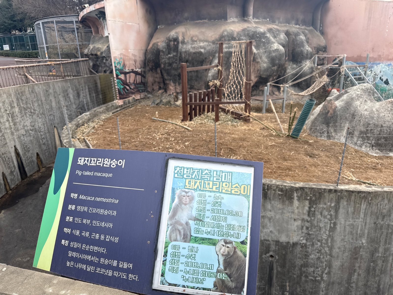 돼지꼬리원숭이