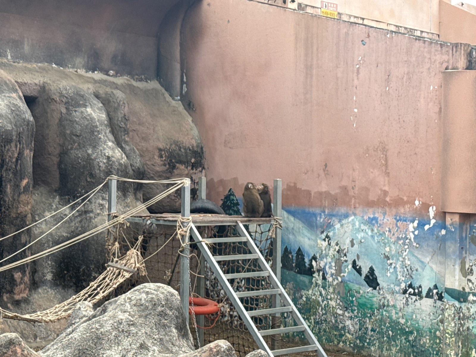 돼지꼬리원숭이